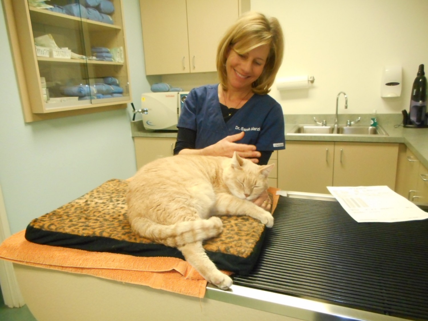 Acupuncture for cats at Topaz Veterinary Clinic in Tempe, AZ