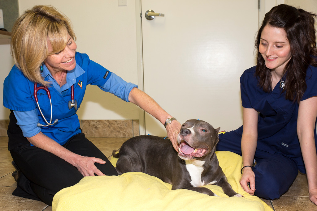 Doctor Examining Dog