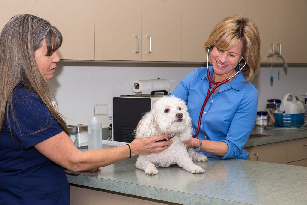 Our Doctor and Staff examining dog
