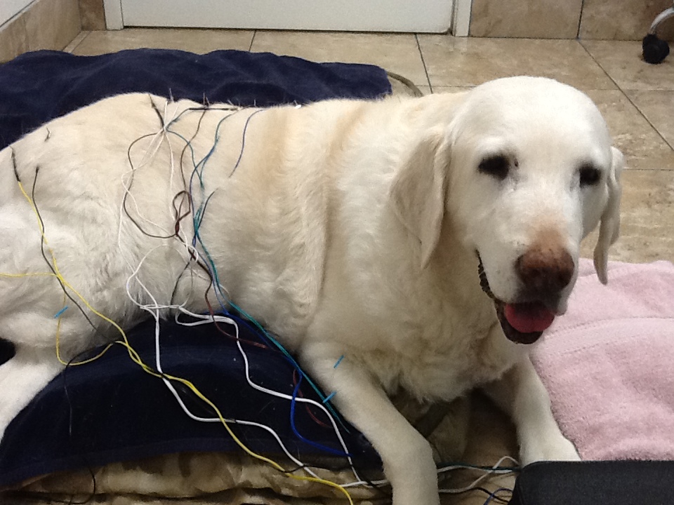 Lola getting Acupuncture