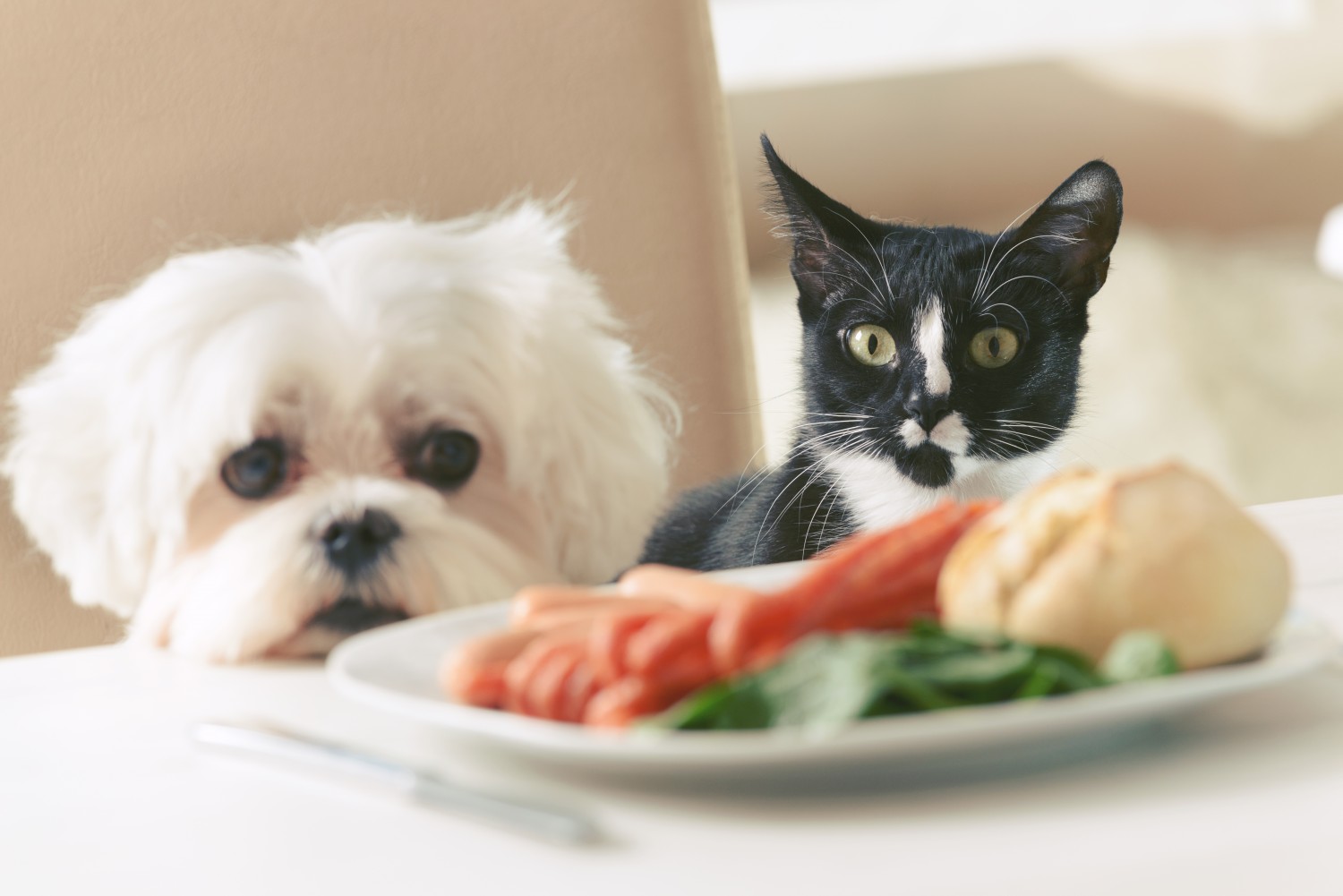 Dog and Cat with plate of food