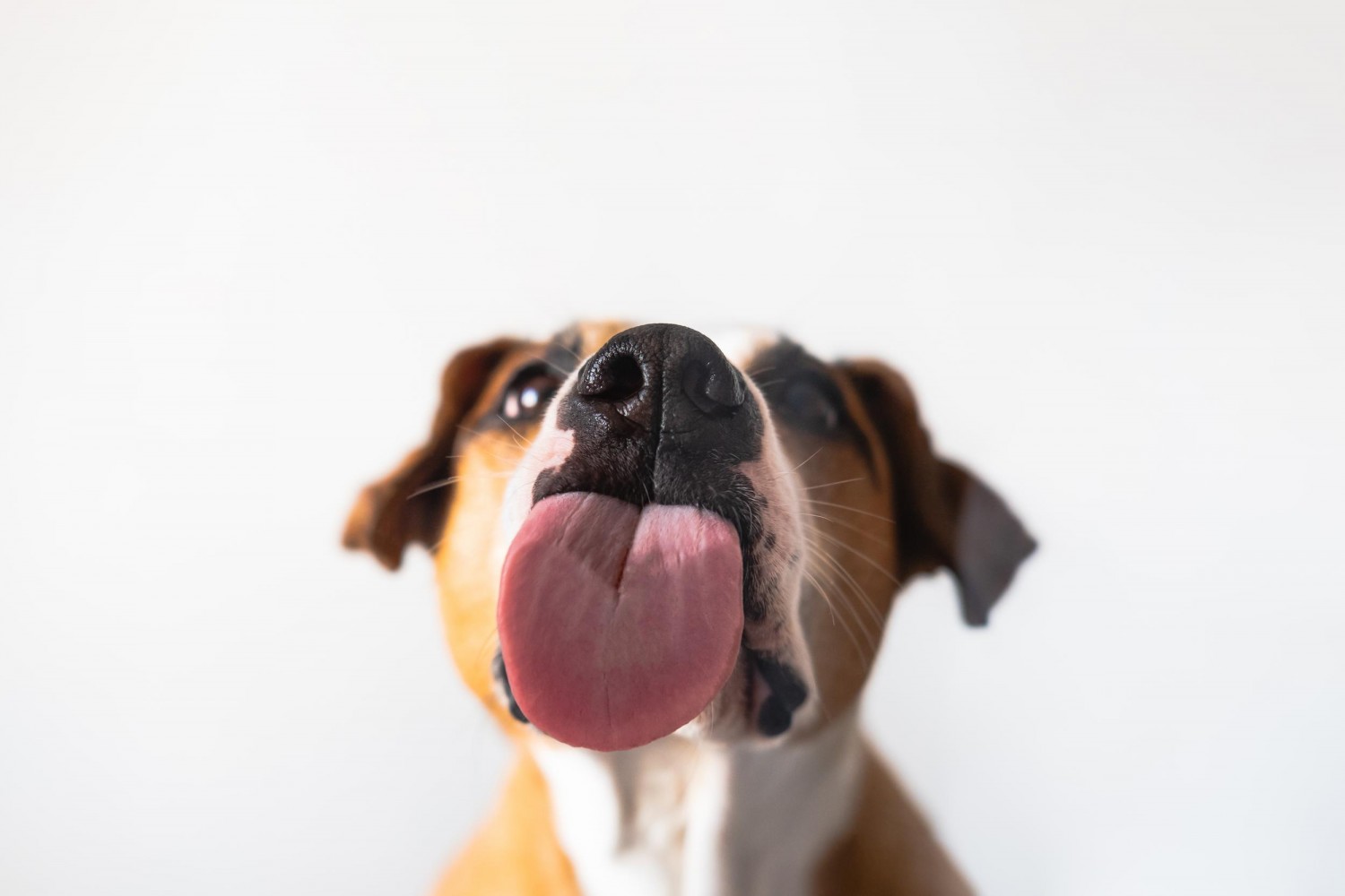 Dog licking screen