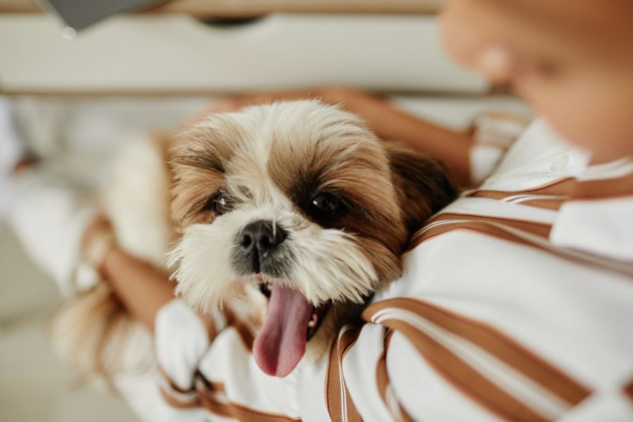 dogs understand human emotions