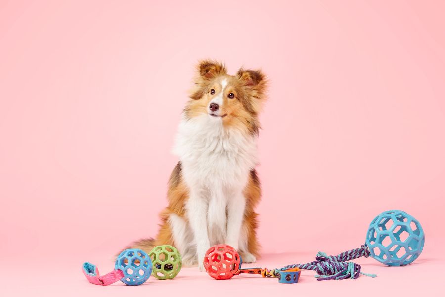 Intelligent Dog Breeds