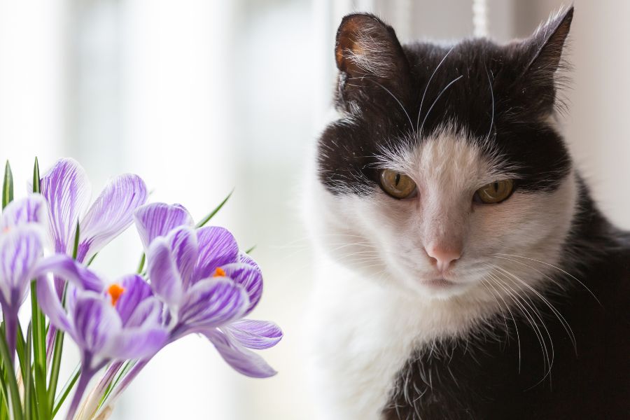 Lily poisoning in cats