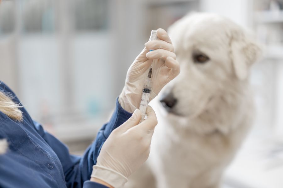 pet vaccination side effects