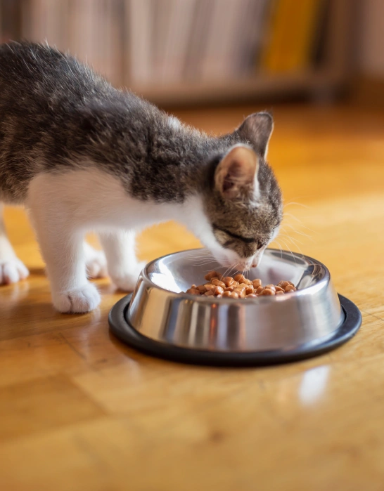 Cat Behavioral and Nutritional Consultations