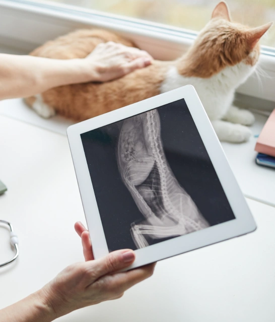 Cat Digital X-Ray and Ultrasound