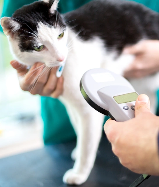 Cat Microchipping