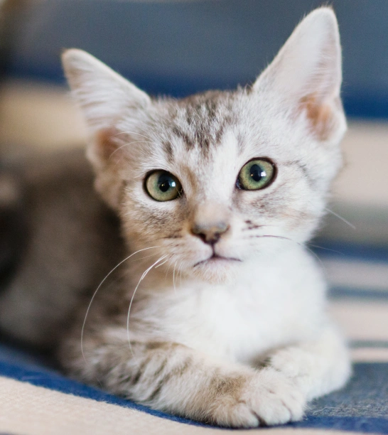 Cat Parasite Testing and Prevention