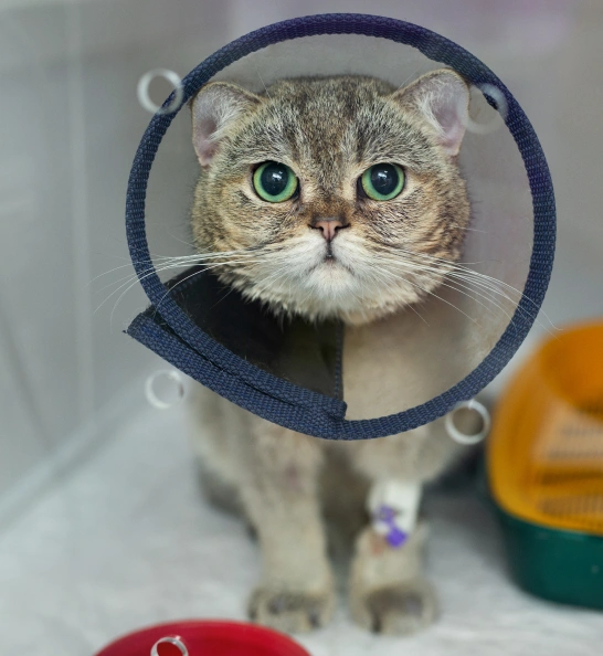 Cat Surgery