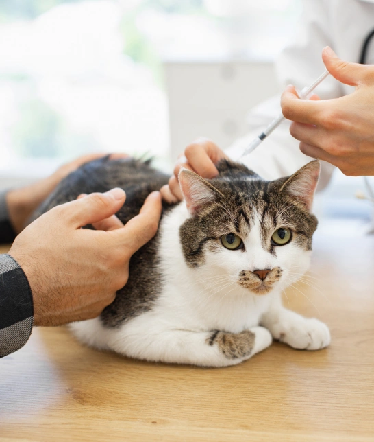 Cat Vaccinations