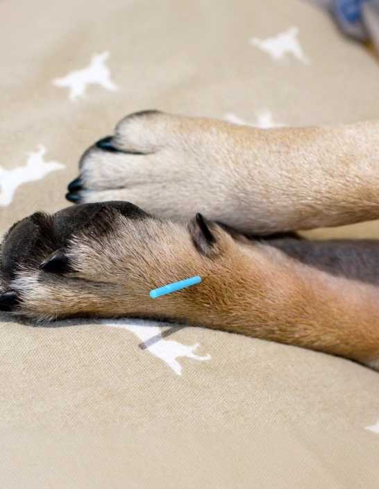 Dog Acupuncture