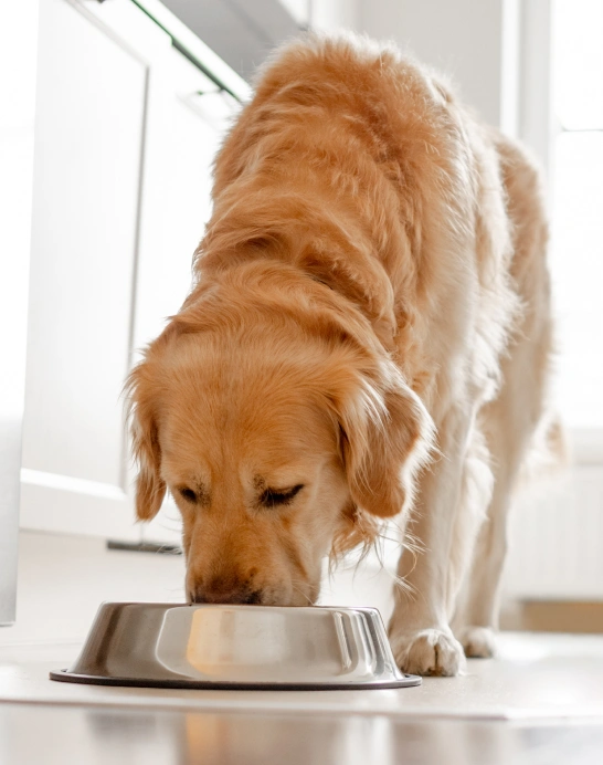 Dog Behavioral and Nutritional Consultations