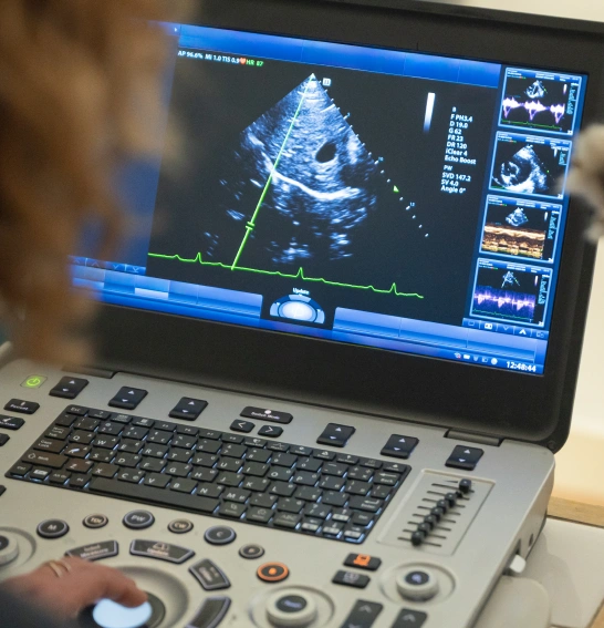 Dog Diagnostic / Laboratory Testing