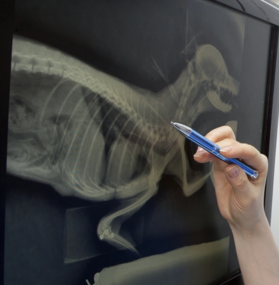 Dog Digital X-Ray and Ultrasound