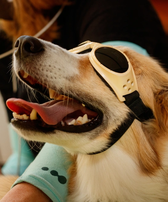 Dog Laser Therapy