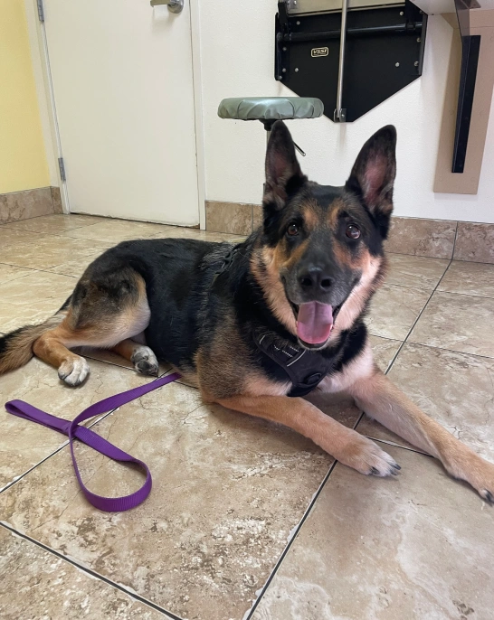 Dog Parasite Testing and Prevention