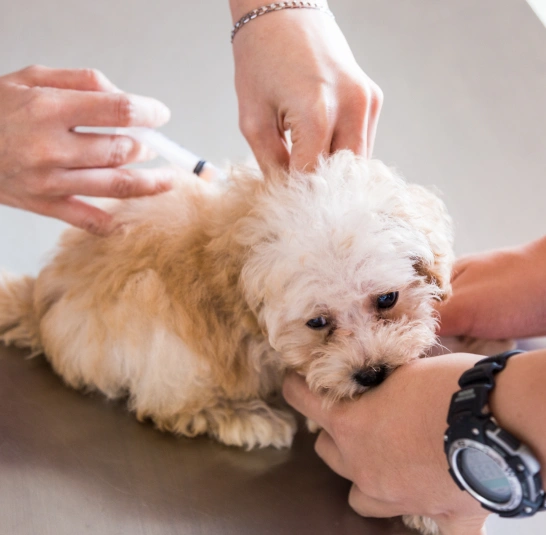 Dog Vaccinations
