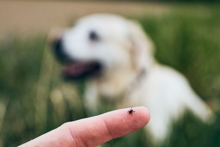 flea prevention for pets